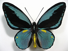 �I�r�g���o�l�A�Q�n