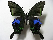 �I�I�N�W���N�A�Q�n