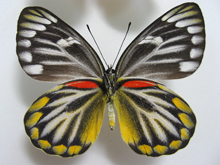 オライアカザリシロチョウ