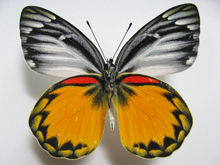 オライアカザリシロチョウ