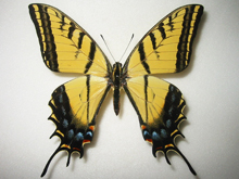 アゲハ蝶 標本 -アゲハ2-