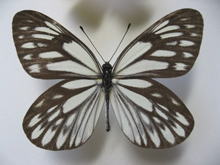 オオミヤマシロチョウ