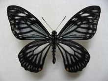 �I�X�i�}�}�l�V�A�Q�n