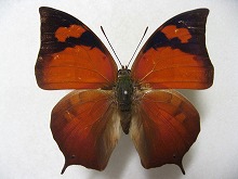 �I�I�x�j�L�m�n�^�e�n