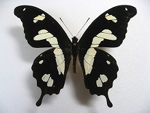 �I�I�V�������A�Q�n