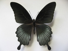 アゲハ蝶 標本 -アゲハ2-