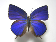 プセウドケンタウルスムラサキシジミ_オス