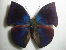 �|���J�����X�L�m�n�^�e�n