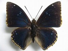 �r�v���N�^�g�X�t�^�I