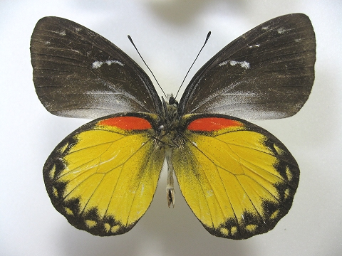 ペリサマカザリシロチョウ