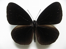 ���b�e���o�P���[�����}�_��