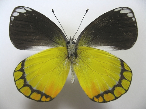 ロスチャイルドカザリシロチョウ