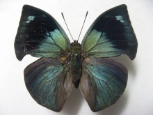 ���Z�E�X�L�m�n�^�e�n