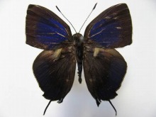 ルリモンハカマシジミ