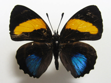 �����{�V�E�Y�}�L�^�e�n