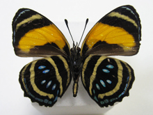 �����{�V�E�Y�}�L�^�e�n(��)