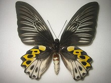 �T�r�����L�V�^�A�Q�n