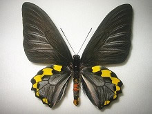 �T�r�����L�V�^�A�Q�n