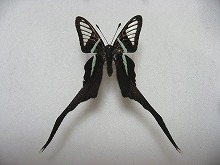 �X�\�r�L�A�Q�n