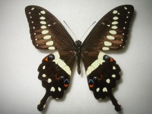 テングアゲハ！標本！2 テングアゲハ標本2 蝶標本】テングアゲハ ペア！ 蝶標本】テングアゲハ