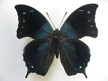 �V���e���L�m�n�^�e�A�n