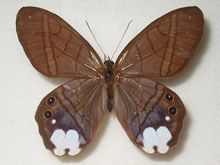 �V�������n�J�}�W���m��