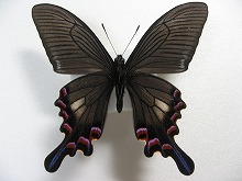 �V�i�J���X�A�Q�n