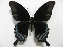 アゲハ蝶 標本 -アゲハ2-