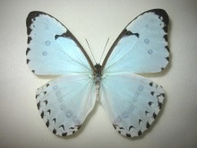 �V�������t�H