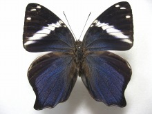 �Z���y���[�I�r�^�e�n