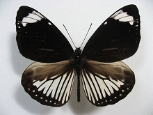 �g�u���������}�_��