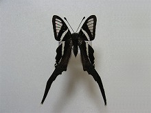 �V���I�r�X�\�r�L�A�Q�n