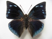 Polygrapha xenocrates