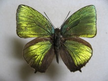 トロゴンムラサキシジミ