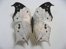 �g�K���V���W���^�e�n