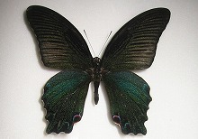 �J���X�A�Q�n