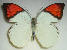 ツマベニチョウ