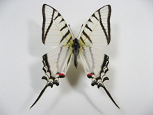 �e���V���E�X�I�i�K�^�C�}�C