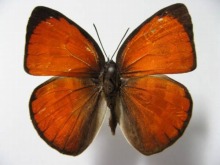 タガリカウラギンシジミ