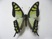 �^�C�����^�C�}�C