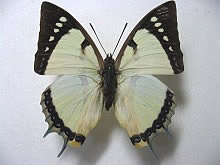 �E�X�C���t�^�I