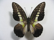 �����X�^�C�}�C