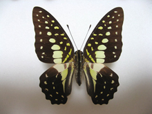 ���V�m�^�C�}�C